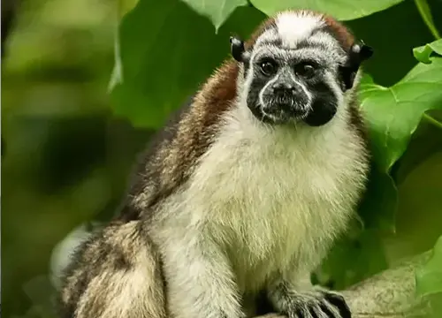Panama Canal Wildlife Boat Safari