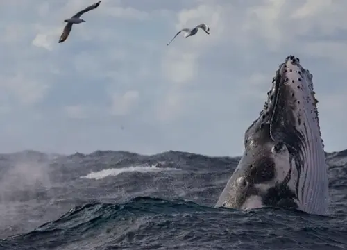 Whale Watching Adventure