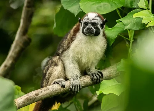 Panama Canal Wildlife Boat Safari to the Monkey Islands