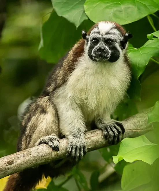 Tamarin