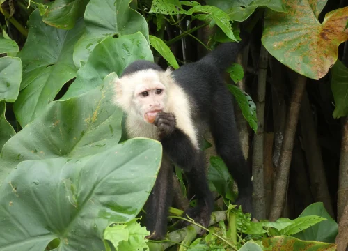 Why We Don’t Feed Wildlife on Our Monkey Island Tours
