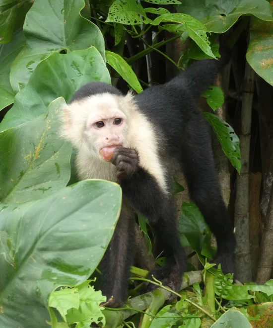 Capuchin