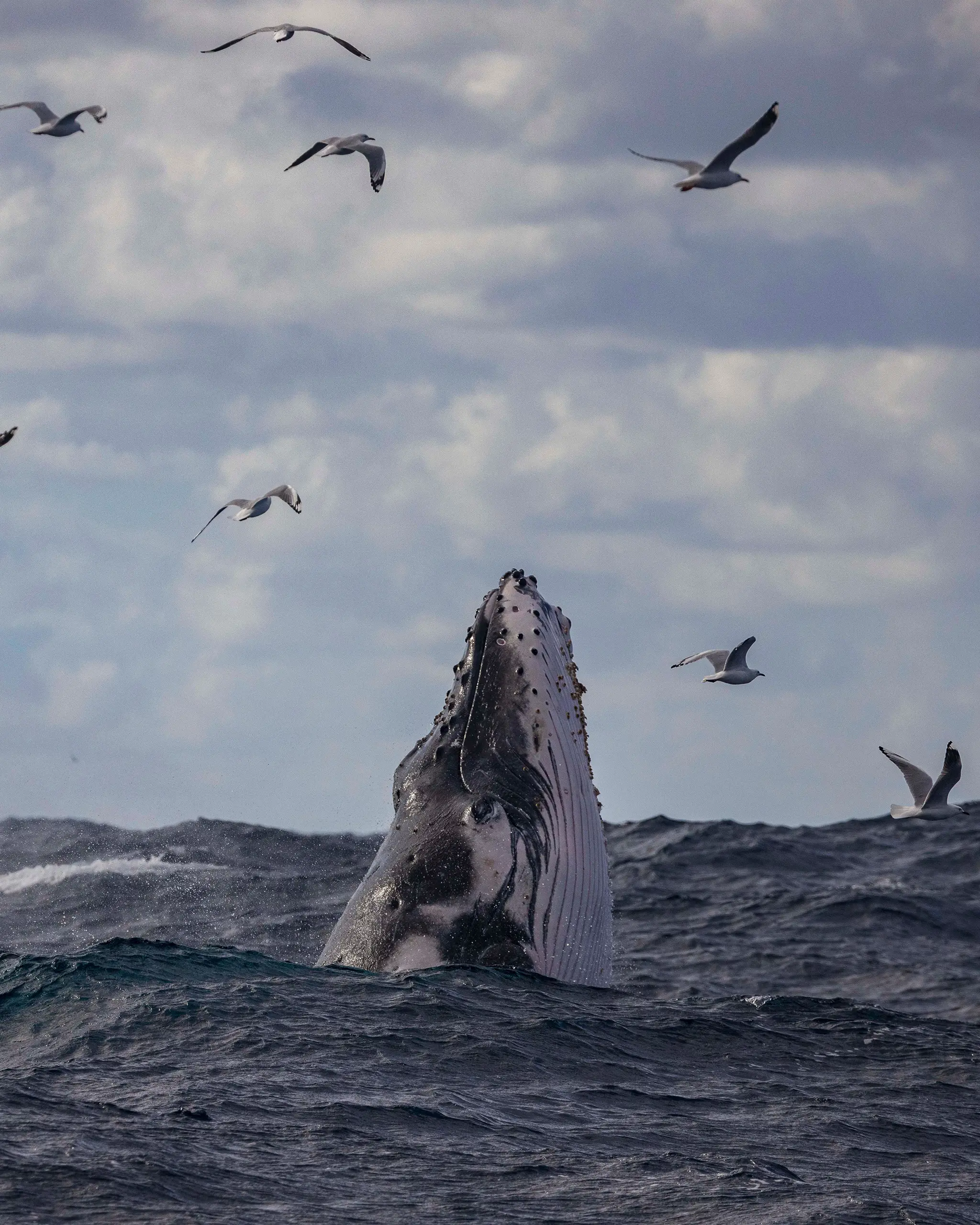 Whale Watching in the Bay of Panama