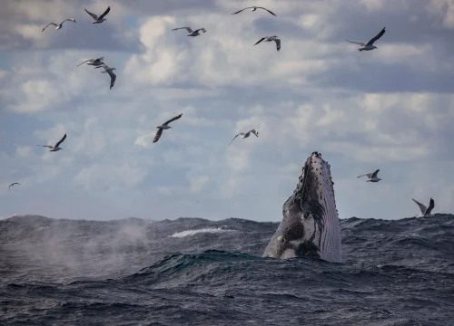 Whale Watching Adventure in the Bay of Panama