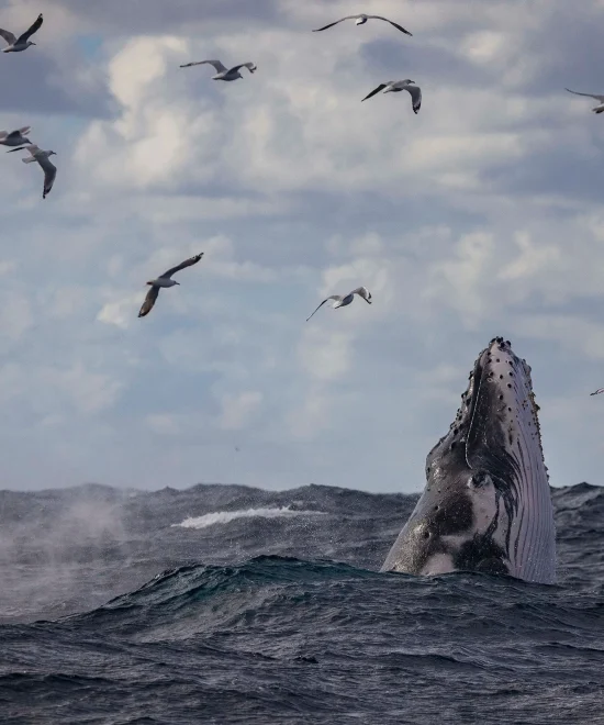 whale