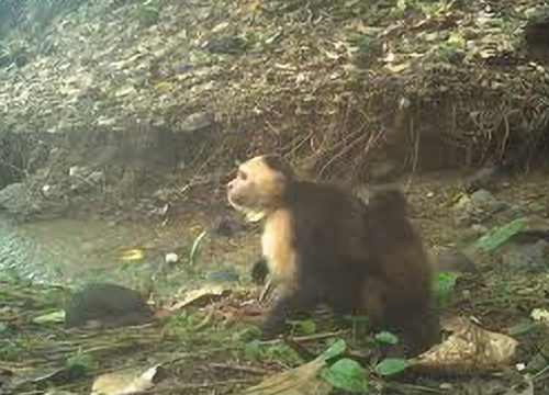 Monkey “Kidnapping”: Smithsonian Study of Capuchins and Howlers in Panama 🐒