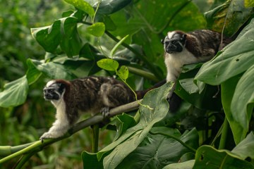 Several monkeys perched in a tree in the jungle of Panama